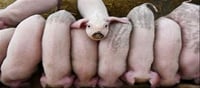 Triggering Panic over African Swine flu..? Pigs killed..?